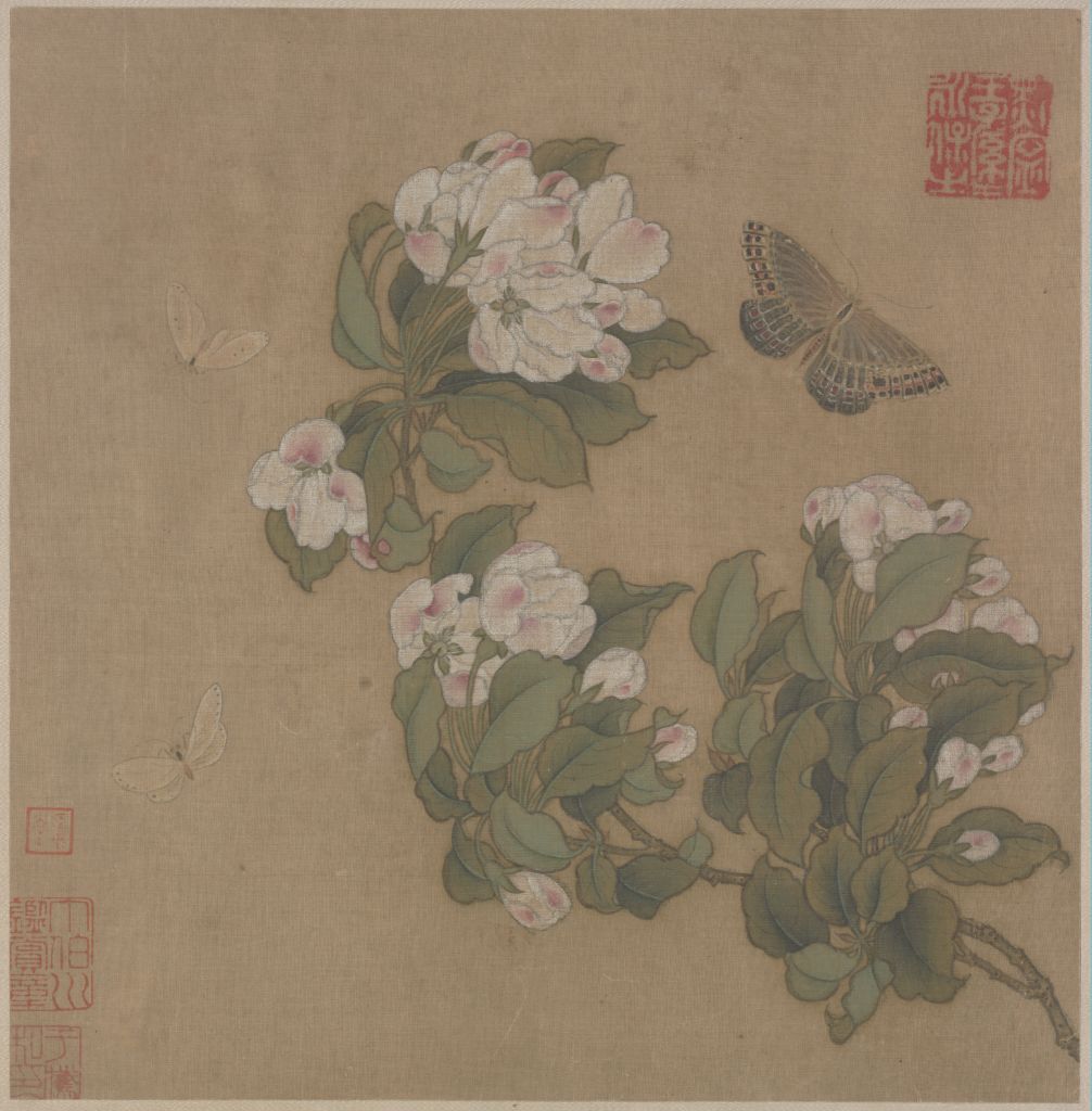 图片[1]-Begonia butterfly picture page-China Archive